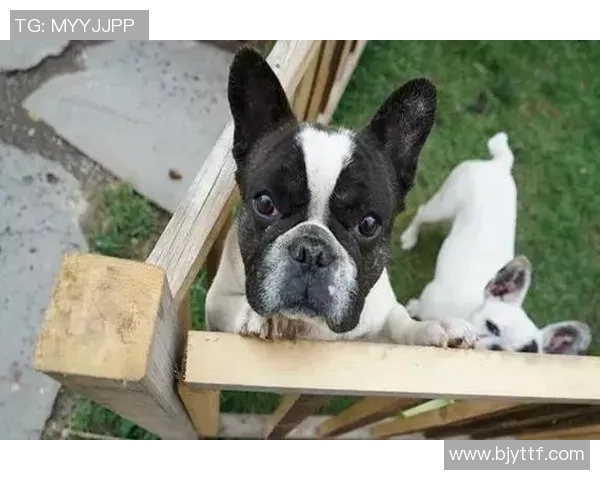 足球明星与大熊猫亲密合影展现动植物和谐共生的美丽瞬间